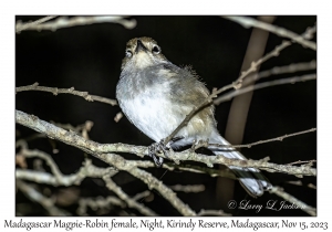 Mad Magpie-Robin female