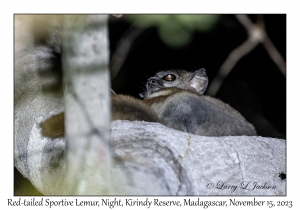 Red-tailed Sportive Lemur