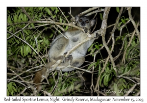 Red-tailed Sportive Lemur