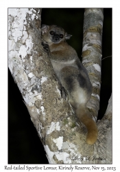 Red-tailed Sportive Lemur