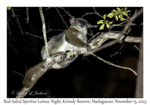 Red-tailed Sportive Lemur