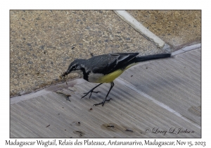 Madagascar Wagtail