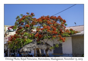 Royal Poinciana