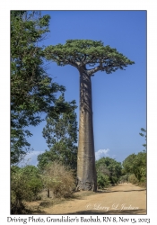 Grandidier's Baobab