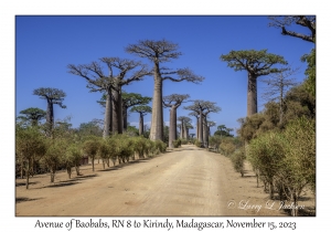 Avenue of Baobabs