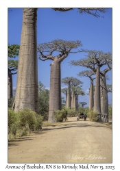 Avenue of Baobabs