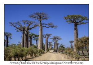 Avenue of Baobabs