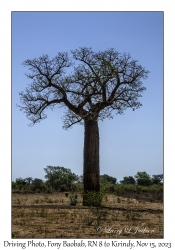 Fony Baobab