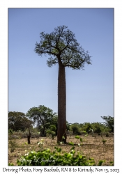 Fony Baobab