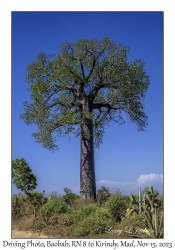 Baobab