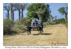 Zebu Cart