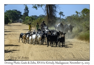 Goats & Zebu