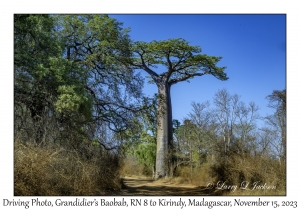 Grandidier's Baobab