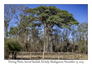 Sacred Baobab