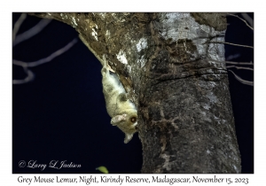 Grey Mouse Lemur