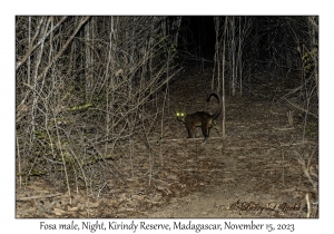 Fosa male