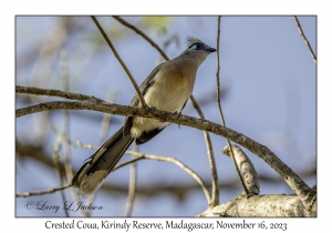 Crested Coua