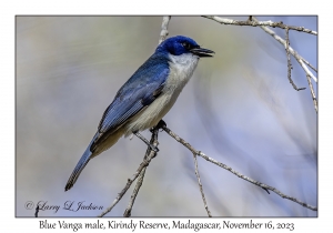 Blue Vanga male