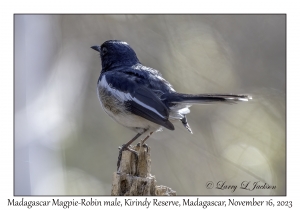 Madagascar Magpie-Robin male