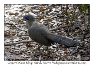 Coquerel's Coua