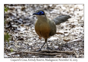 Coquerel's Coua