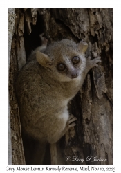 Grey Mouse Lemur