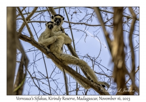 Verreaux's Sifaka & juvenile