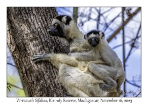 Verreaux's Sifaka & juvenile