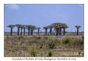 Grandidier's Baobabs