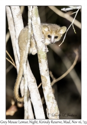 Grey Mouse Lemur