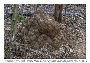 Formosan Terrestrial Termite Mound