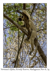 Verreaux's Sifaka