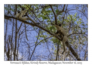 Verreaux's Sifakas & juvenile