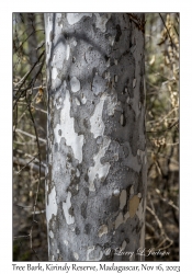 Bark