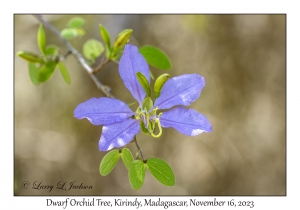 Dwarf Orchid Tree