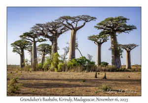 Grandidier's Baobabs