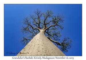 Grandidier's Baobab