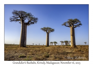 Grandidier's Baobabs
