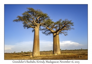 Grandidier's Baobabs