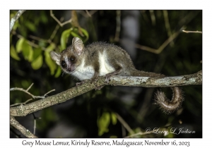 Grey Mouse Lemur