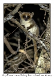 Grey Mouse Lemur