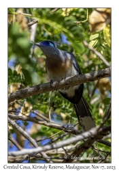 Crested Coua