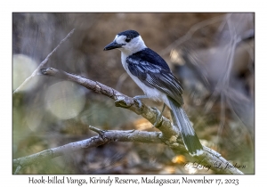 Hook-billed Vanga