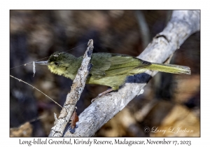 Long-billed Greenbul