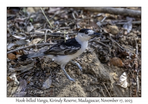 Hook-billed Vanga