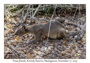 Fossa female
