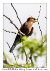 Broad-billed Roller