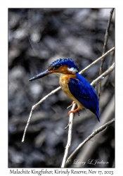 Madagascar Malachite Kingfisher