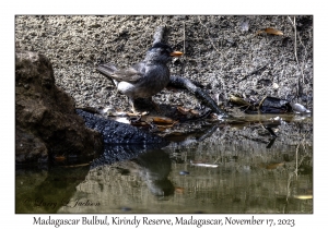 Madagascar Bulbul