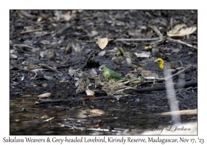 Sakalava Weavers & Grey-headed Lovebird